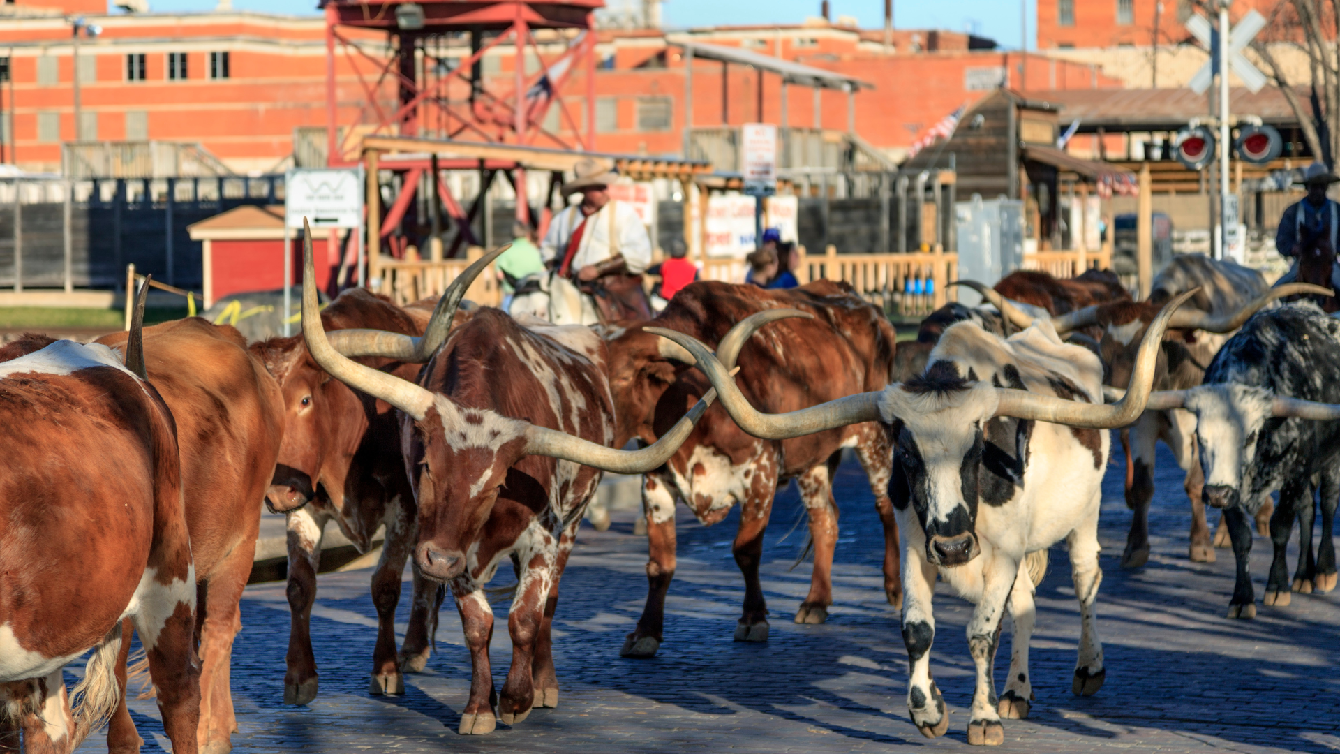 Cattle being driven down the street at the Fort Worth Stockyards